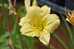 Precious de Oro Daylily (Hemerocallis 'Precious de Oro') at A Very Successful Garden Center
