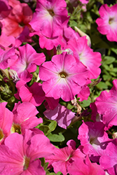 Dreams Pink Petunia (Petunia 'Dreams Pink') at A Very Successful Garden Center