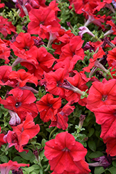 Dreams Red Petunia (Petunia 'Dreams Red') at Lakeshore Garden Centres