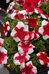 Dreams Red Picotee Petunia (Petunia 'PAS348825') at Lakeshore Garden Centres