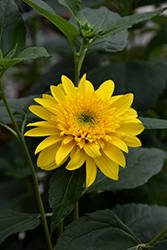 Happy Days Sunflower (Helianthus 'Happy Days') at Lakeshore Garden Centres