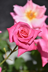 Pink Parfait Rose (Rosa 'Pink Parfait') at Lakeshore Garden Centres