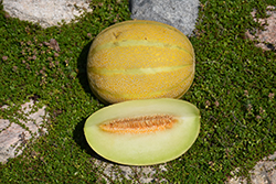 Lemon Drop Melon (Cucumis melo 'Lemon Drop') at A Very Successful Garden Center