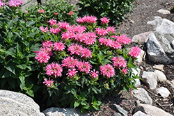Leading Lady Pink Beebalm (Monarda 'Leading Lady Pink') at A Very Successful Garden Center