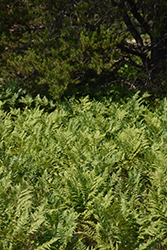 Bracken Fern (Pteridium aquilinum) at Lakeshore Garden Centres