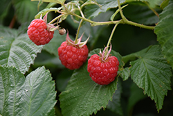 Red Bounty Raspberry (Rubus 'Red Bounty') at A Very Successful Garden Center