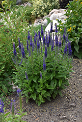 Sunny Border Blue Speedwell (Veronica 'Sunny Border Blue') at The Mustard Seed