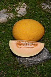 Canary Melon (Cucumis melo var. inodorus 'Canary') at A Very Successful Garden Center
