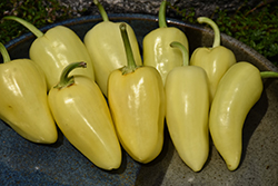 Mariachi Pepper (Capsicum annuum 'Mariachi') at A Very Successful Garden Center