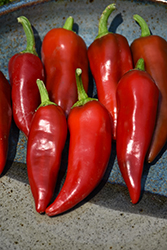 Flaming Flare Hot Pepper (Capsicum annuum 'Flaming Flare') at A Very Successful Garden Center