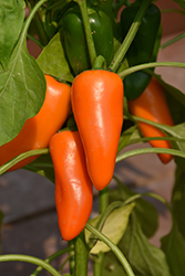Fresh Bites Orange Sweet Pepper (Capsicum annuum 'Fresh Bites Orange') at A Very Successful Garden Center