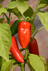 Fresh Bites Red Sweet Pepper (Capsicum annuum 'Fresh Bites Red') at A Very Successful Garden Center