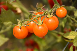 Sweet Treats Tomato (Solanum lycopersicum 'Sweet Treats') at A Very Successful Garden Center