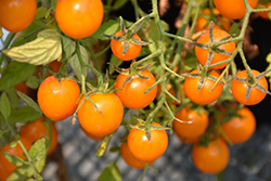 Yellow Tumbler Tomato (Solanum lycopersicum 'Yellow Tumbler') at A Very Successful Garden Center