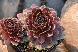 Chick Charms Berry Bomb Hens And Chicks (Sempervivum 'Berry Bomb') at Stonegate Gardens