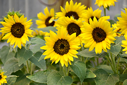 Choco Sun Sunflower (Helianthus annuus 'Choco Sun') at A Very Successful Garden Center