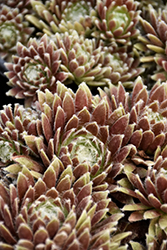 Chick Charms Cosmic Candy Hens And Chicks (Sempervivum 'Cosmic Candy') at Lakeshore Garden Centres