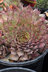 Chick Charms Autumn Apple Hens And Chicks (Sempervivum 'Autumn Apple') at Lakeshore Garden Centres