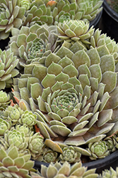 Chick Charms Silver Suede Hens And Chicks (Sempervivum 'Silver Suede') at A Very Successful Garden Center