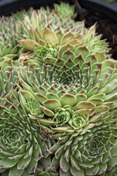 Chick Charms Mint Marvel Hens And Chicks (Sempervivum 'Mint Marvel') at Stonegate Gardens