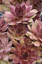 Chick Charms Strawberry Kiwi Hens And Chicks (Sempervivum 'Strawberry Kiwi') at Stonegate Gardens