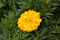 Garuda Deep Gold Marigold (Tagetes erecta 'Garuda Deep Gold') at A Very Successful Garden Center