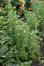 Santo Cilantro (Coriandrum sativum 'Santo') at A Very Successful Garden Center
