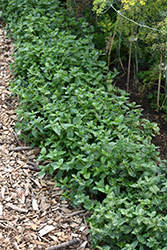 Peppermint (Mentha x piperita) at A Very Successful Garden Center