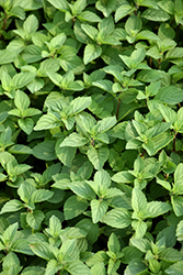 Ginger Mint (Mentha x gracilis) at Stonegate Gardens