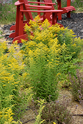 Canadian Goldenrod (Solidago canadensis) at Stonegate Gardens