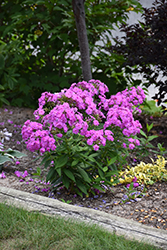 Flame Lilac Garden Phlox (Phlox paniculata 'Flame Lilac') at Stonegate Gardens