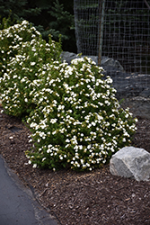 Morden Snow Potentilla (Potentilla fruticosa 'Morden Snow') at A Very Successful Garden Center