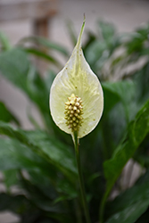 Domino Peace Lily (Spathiphyllum 'Domino') at A Very Successful Garden Center