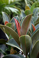 Chroma Melany Rubber Plant (Ficus elastica 'Melany') at A Very Successful Garden Center