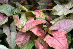 Pink Allusion Arrowhead Plant (Syngonium podophyllum 'Pink Allusion') at A Very Successful Garden Center