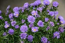 Henry I Purple Aster (Symphyotrichum novi-belgii 'Henry I Purple') at A Very Successful Garden Center