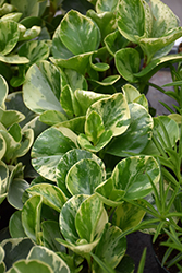 Golden Gate Baby Rubber Plant (Peperomia obtusifolia 'Golden Gate') at A Very Successful Garden Center