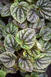 Red Ripple Peperomia (Peperomia caperata 'Red Ripple') at A Very Successful Garden Center