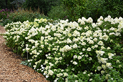 Limelight Prime Hydrangea (Hydrangea paniculata 'SMNHPPH') at A Very Successful Garden Center