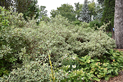 Argenteo Marginata Dogwood (Cornus alba 'Argenteo Marginata') at Stonegate Gardens