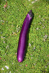 Long Purple Eggplant (Solanum melongena 'Long Purple') at A Very Successful Garden Center