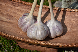 Music Garlic (Allium sativum 'Music') at A Very Successful Garden Center