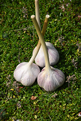 Porcelain Music Garlic (Allium sativum 'Porcelain Music') at A Very Successful Garden Center