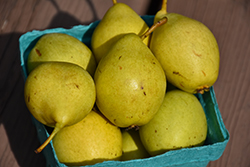 Prairie Welcome Pear (Pyrus 'Jefwel') at Lakeshore Garden Centres