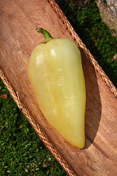 Hungarian Yellow Sweet Pepper (Capsicum annuum 'Hungarian Yellow Sweet') at A Very Successful Garden Center