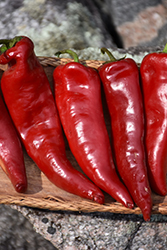 Crimson Hot Pepper (Capsicum annuum 'Crimson Hot') at A Very Successful Garden Center