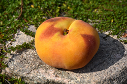 Galaxy Peach (Prunus persica 'Galaxy') at Stonegate Gardens