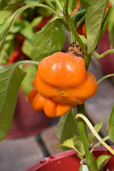 Tangerine Pimento Sweet Pepper (Capsicum annuum 'Tangerine Pimento') at A Very Successful Garden Center