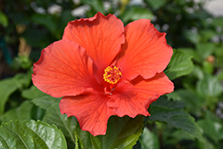 Orange Hibiscus (Hibiscus rosa-sinensis 'Orange') at A Very Successful Garden Center