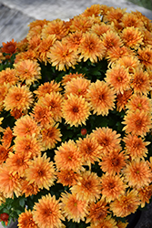 Jasoda Orange Chrysanthemum (Chrysanthemum 'Jasoda Orange') at Lakeshore Garden Centres